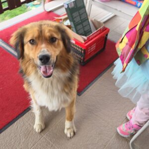 Asociatia Therapy Dogs and Cats