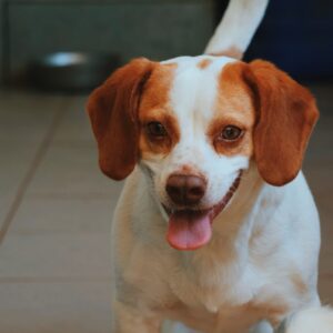 Asociatia Therapy Dogs and Cats
