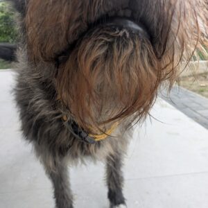 Asociatia Therapy Dogs and Cats