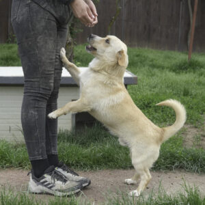 Asociatia Therapy Dogs and Cats