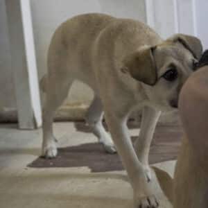 Asociatia Therapy Dogs and Cats Asociatia Therapy Dogs and Cats