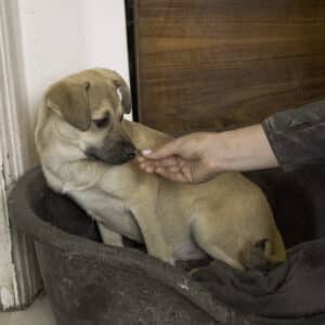 Asociatia Therapy Dogs and Cats Asociatia Therapy Dogs and Cats