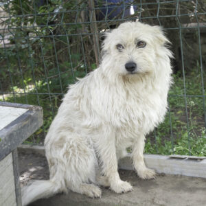 Asociatia Therapy Dogs and Cats Asociatia Therapy Dogs and Cats