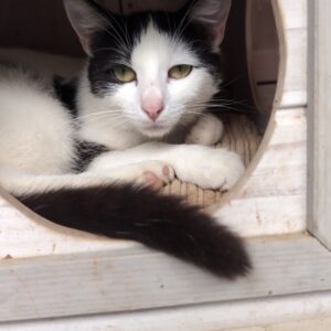 Asociatia Therapy Dogs and Cats