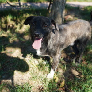 Asociatia Therapy Dogs and Cats