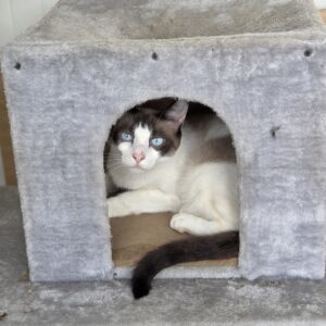 Asociatia Therapy Dogs and Cats