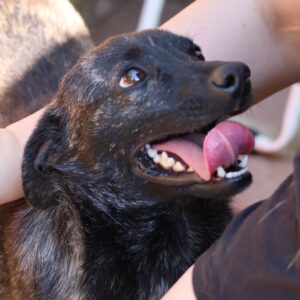 Taro