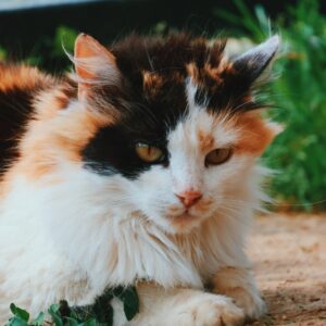 Asociatia Therapy Dogs and Cats