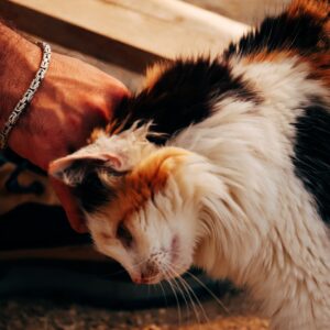 Asociatia Therapy Dogs and Cats