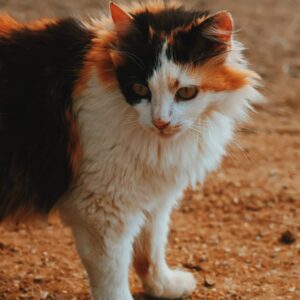 Fräulein Flauschig