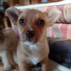 Nova