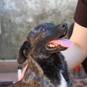Asociatia Therapy Dogs and Cats Asociatia Therapy Dogs and Cats