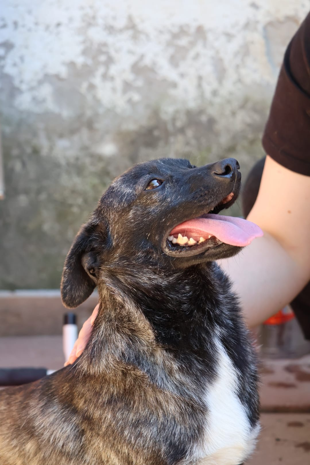 Taro