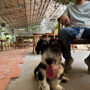 Asociatia Therapy Dogs and Cats