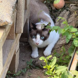 Asociatia Therapy Dogs and Cats