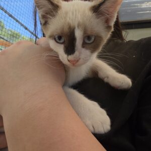 Asociatia Therapy Dogs and Cats