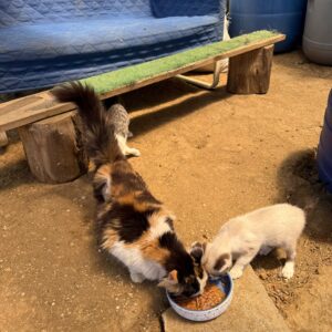 Asociatia Therapy Dogs and Cats