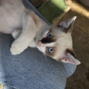 Asociatia Therapy Dogs and Cats