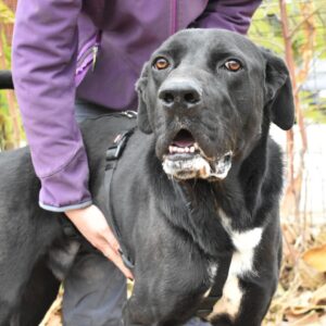 Asociatia Therapy Dogs and Cats Asociatia Therapy Dogs and Cats