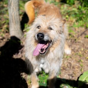 Asociatia Therapy Dogs and Cats