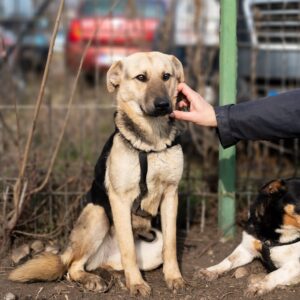 Asociatia Therapy Dogs and Cats