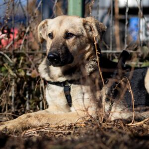 Asociatia Therapy Dogs and Cats