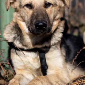 Asociatia Therapy Dogs and Cats