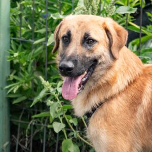 Asociatia Therapy Dogs and Cats Asociatia Therapy Dogs and Cats
