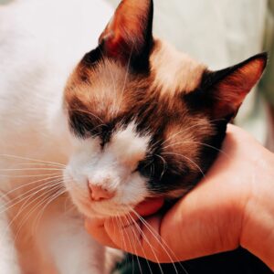 Asociatia Therapy Dogs and Cats