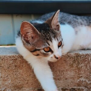 Asociatia Therapy Dogs and Cats