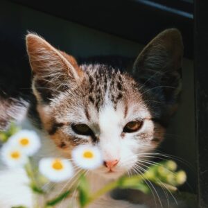 Asociatia Therapy Dogs and Cats