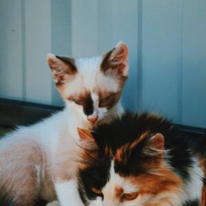 Asociatia Therapy Dogs and Cats
