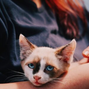 Asociatia Therapy Dogs and Cats