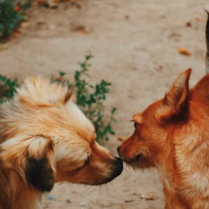 Asociatia Therapy Dogs and Cats