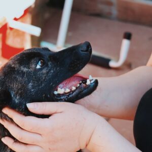 Asociatia Therapy Dogs and Cats Asociatia Therapy Dogs and Cats