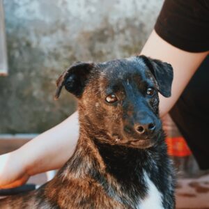 Asociatia Therapy Dogs and Cats Asociatia Therapy Dogs and Cats