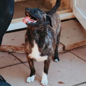 Asociatia Therapy Dogs and Cats Asociatia Therapy Dogs and Cats