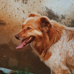 Asociatia Therapy Dogs and Cats