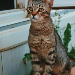 Nilo