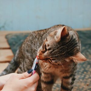 Asociatia Therapy Dogs and Cats