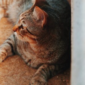 Asociatia Therapy Dogs and Cats