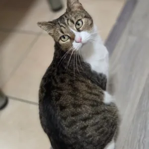 Asociatia Therapy Dogs and Cats