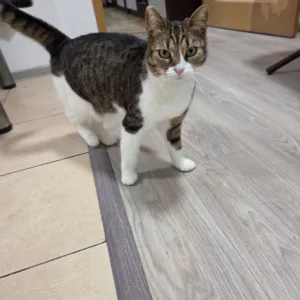 Asociatia Therapy Dogs and Cats