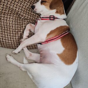 Asociatia Therapy Dogs and Cats