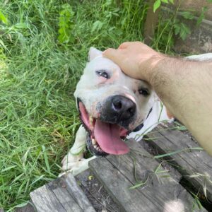 Asociatia Therapy Dogs and Cats Asociatia Therapy Dogs and Cats