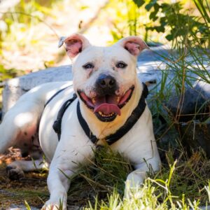 Asociatia Therapy Dogs and Cats Asociatia Therapy Dogs and Cats
