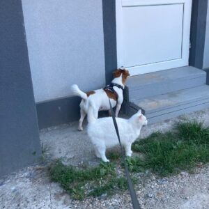 Asociatia Therapy Dogs and Cats