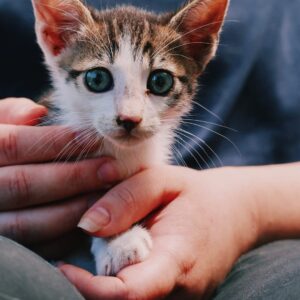 Asociatia Therapy Dogs and Cats