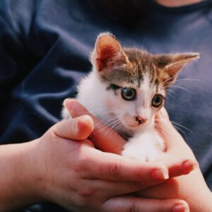 Asociatia Therapy Dogs and Cats