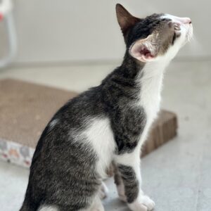 Asociatia Therapy Dogs and Cats Asociatia Therapy Dogs and Cats